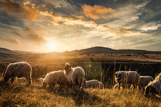 How Ranchbot Prevents Water Shortages on Farms